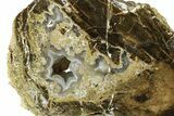 Petrified Wood Limb Round with Chalcedony - Indonesia #271377-1